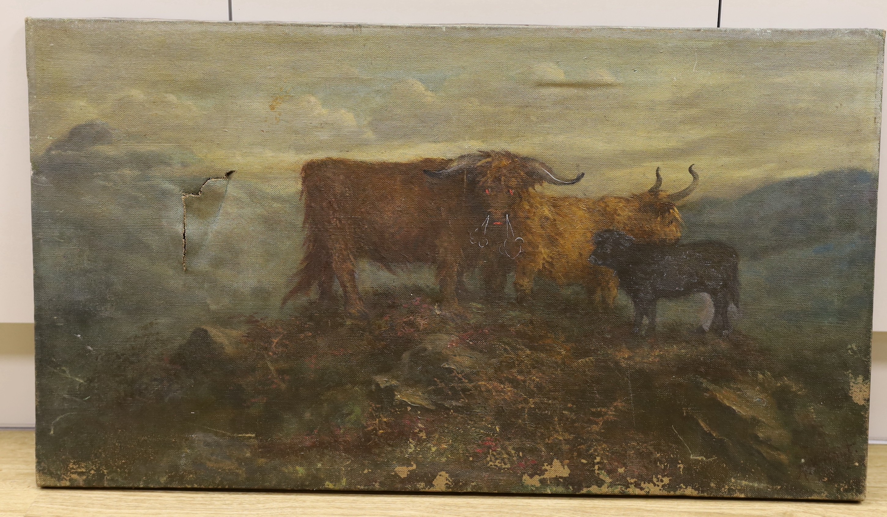 Scottish School c.1900, oil on canvas, Highland cattle with satanic embellishment, indistinctly signed, 48 x 87cn, unframed (a.f.)